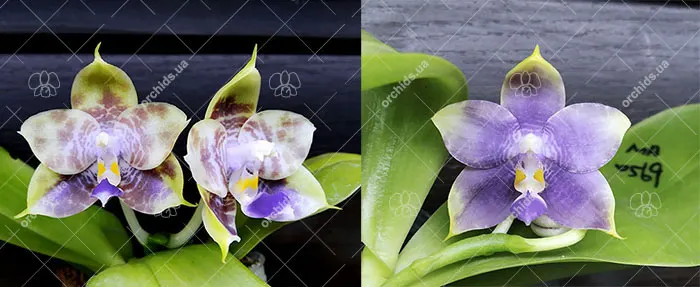 Phalaenopsis (Mituo Reflex Dragon x LD Purple 3S) #4 x (LD Purple 3S x Mituo Reflex Dragon 'BIue-1') #1