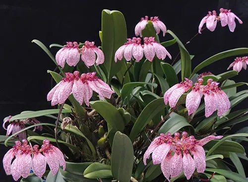 Bulbophyllum eberhardtii