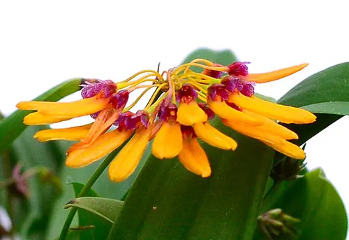Bulbophyllum retusiusculum