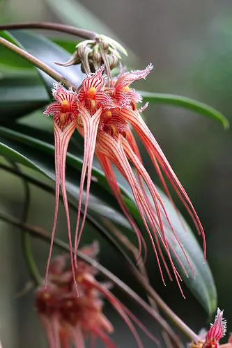 Bulbophyllum sanguineopunctatum