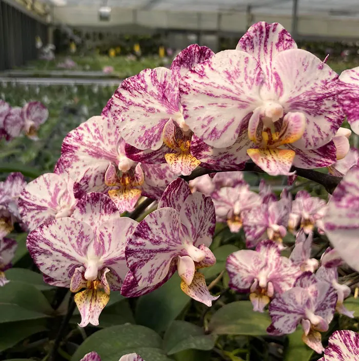 Phalaenopsis (Ho's French Fantasia x Ever Spring King) 'Light'