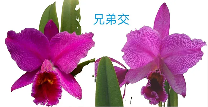 Cattleya percivaliana marmorada (#2 x #3)