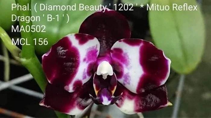 Phalaenopsis Mituo Reflex DD 'Black Tiger'