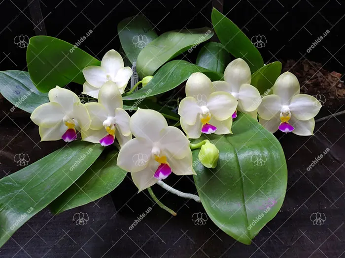 Phalaenopsis Mituo Bulleyes 'Little Snow White'