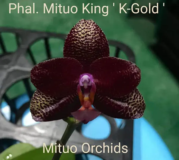 Phalaenopsis Mituo King 'K-Gold'