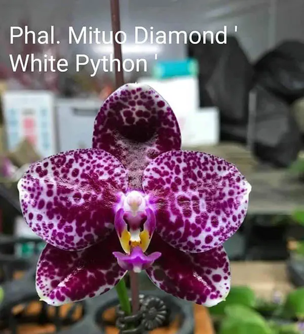 Phalaenopsis Mituo Diamond 'White Python'