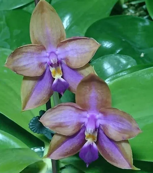Phalaenopsis Mituo GH King Star 'UV rays'