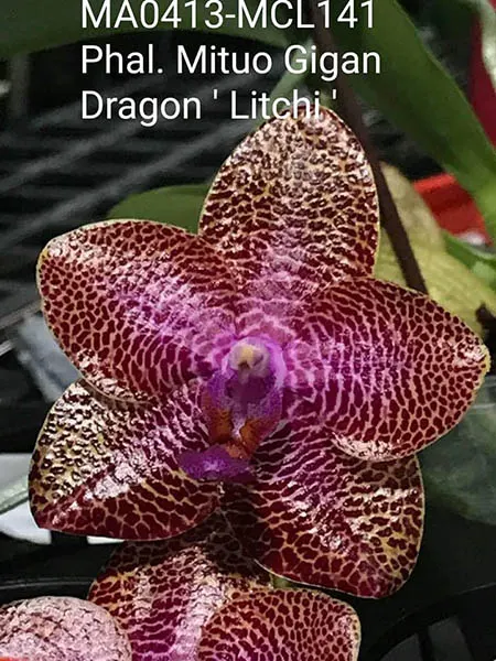 Phalaenopsis Mituo Gigan Dragon 'Litchi'