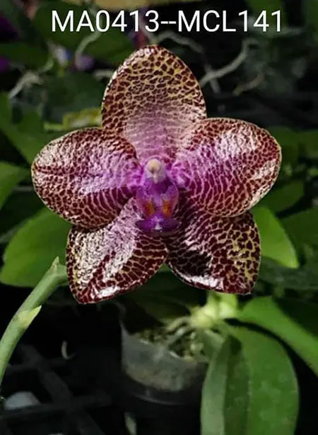 Phalaenopsis Mituo Gigan Dragon 'Litchi'