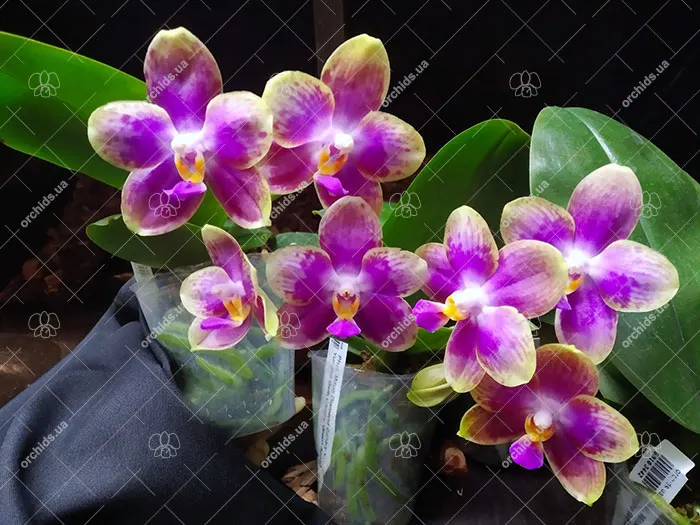 Phalaenopsis Mituo Diamond Canary x Yungho Gelb Canary 'Green Apple'