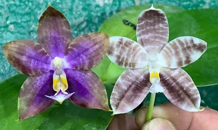 Phalaenopsis Mituo Blue Smurfs 'Blue-S' x Mituo Speciosa 'Blue-Coffe'