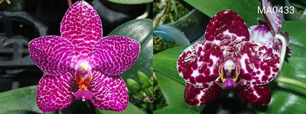 Phalaenopsis Mituo Gigan Dragon 'Dragon' x Mituo Sunrise