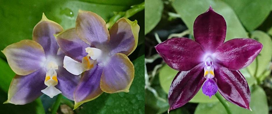Phalaenopsis Mituo Reflex Dragon 'Blue-2' x Mituo Speciosa 'Mituo#1'