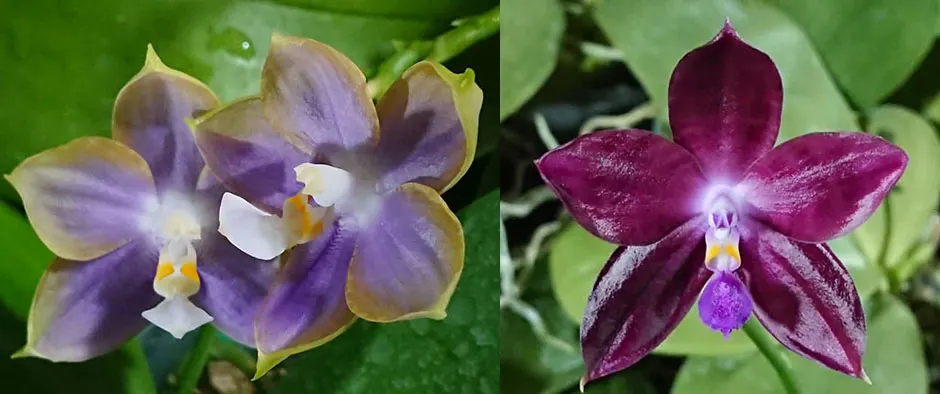 Phalaenopsis Mituo Reflex Dragon 'Blue-2' x Mituo Speciosa 'Mituo#1'