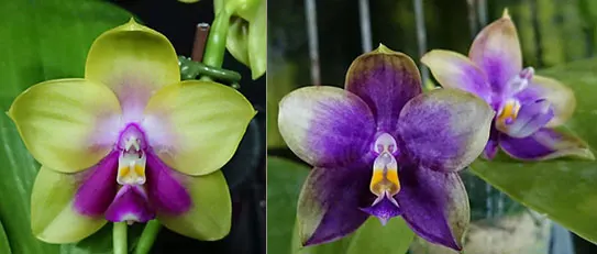 Phalaenopsis LD Bellina Kingfisher 'Mituo#1' x Mituo Blue Smurfs 'Blue Sea'