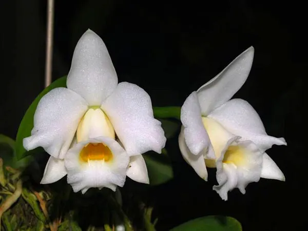Laelia alaori alba x self