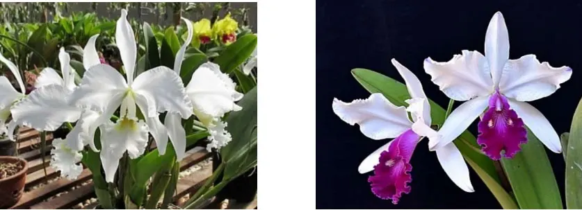Cattleya gaskelliana alba x warscewiczii semi alba 'Desire'