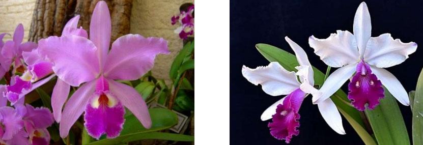 Cattleya warscewiczii (tipo x semi-alba 'Desire')