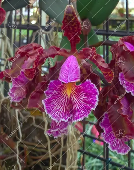 Cattleya schilleriana nigrescens x labelao