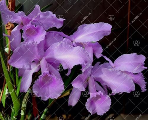Cattleya lawrenceana concolor 'Nicole' x self