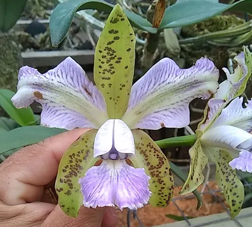 Cattleya schilleriana coerulea trilabelo