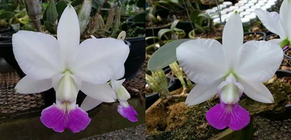 Cattleya walkeriana semi-alba 'HG' x 'Tokio Reinaldo'