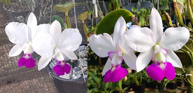 Cattleya walkeriana semi-alba 'MH' x 'Tokio'