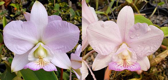 Cattleya nobilior amaliae 'Kaouthia' x 'Perfection'