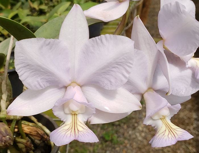 Cattleya nobilior amaliae 'NT' x self