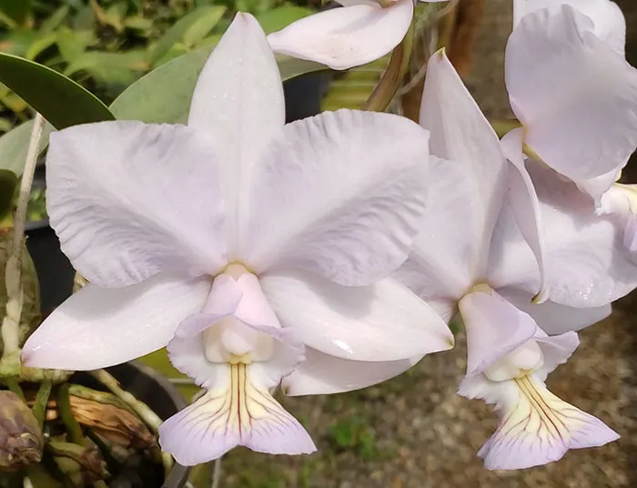 Cattleya nobilior amaliae 'NT' x self