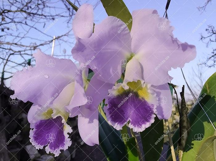 Cattleya labiata coerulea 'Fabiana Gianezi'