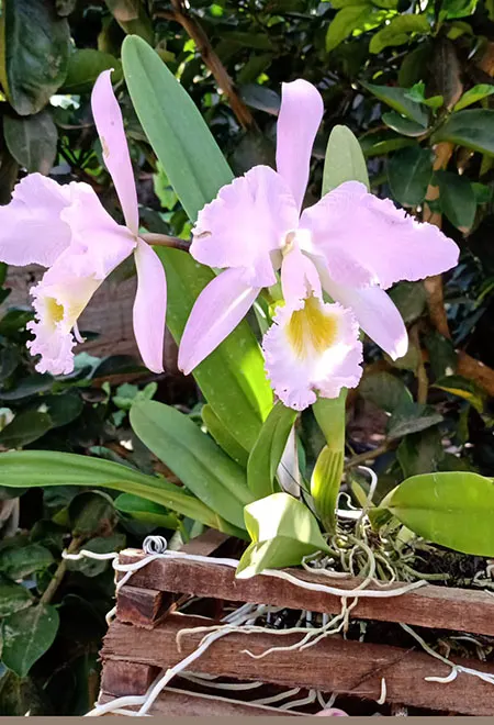 Cattleya gaskelliana alba x concolor
