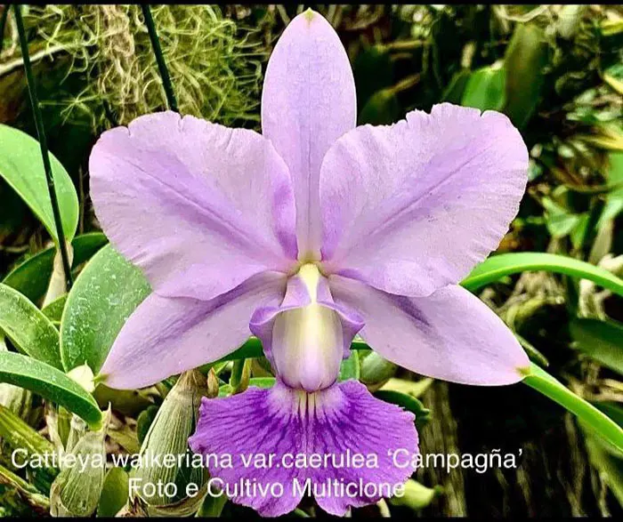 Cattleya walkeriana coerulea 'Campagna'
