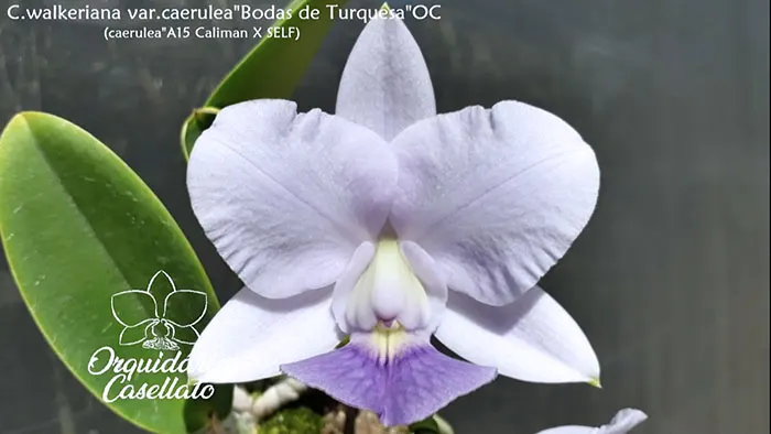 Cattleya walkeriana coerulea 'Bodas de Turquesa OC'