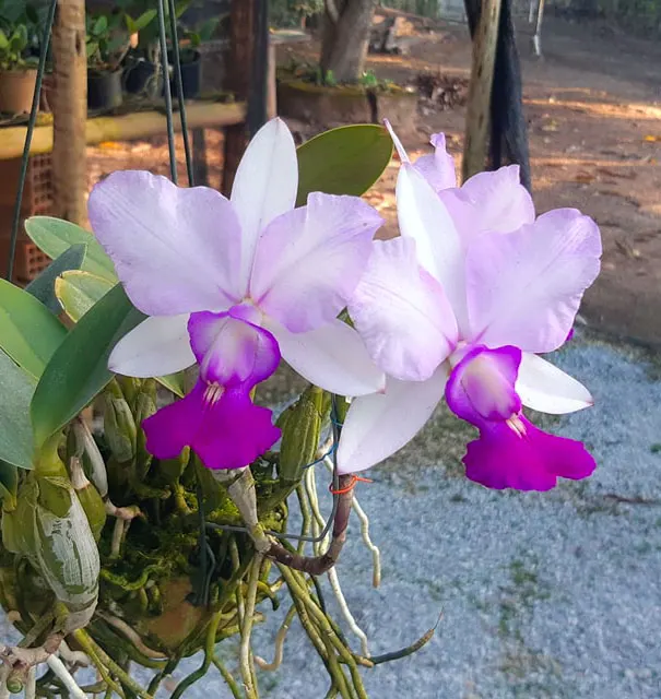 Cattleya walkeriana semi-alba flamea 'Terra da Gloria x semi-alba 'Tokio'