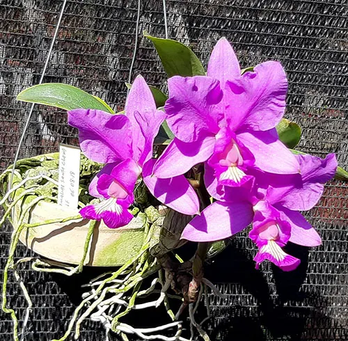Cattleya nobilior 'Santa Clara' x self