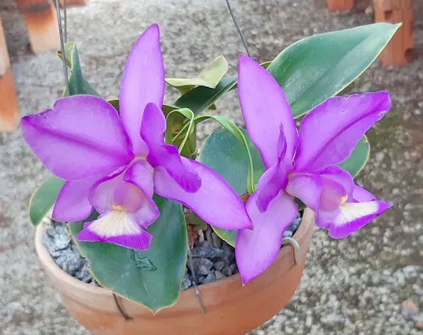 Cattleya nobilior 'Matao' x 'Lori'