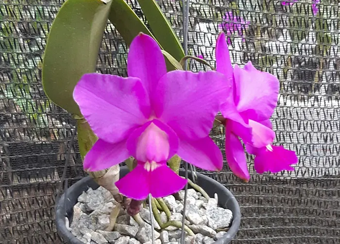 Cattleya walkeriana tipo '2001' x 'Impecavel'