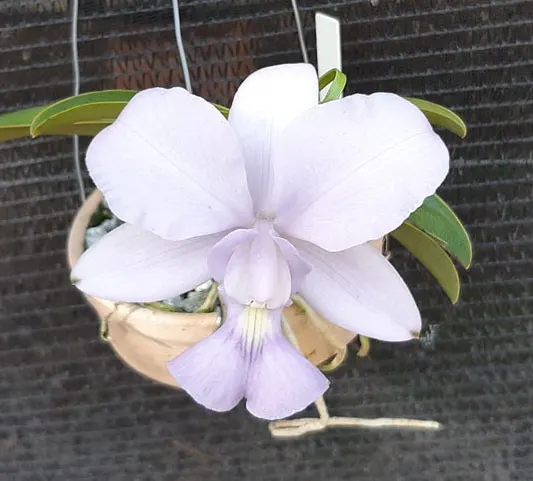 Cattleya walkeriana coerulea 'Rafael' x self