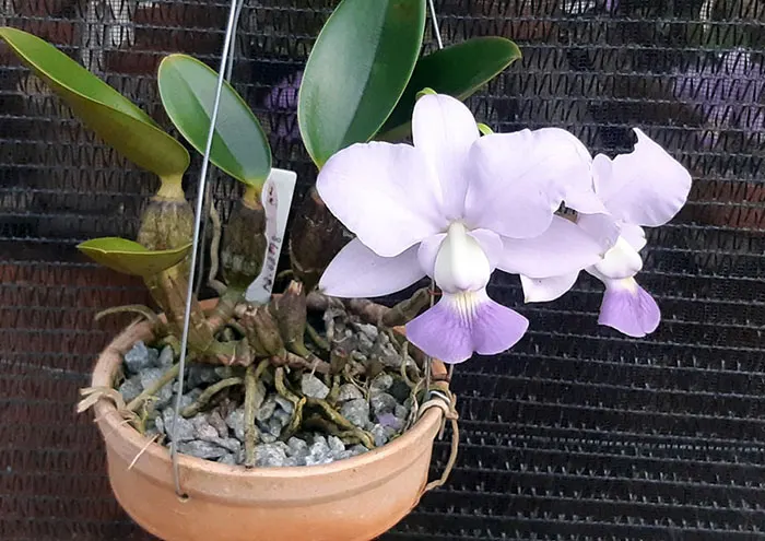 Cattleya walkeriana coerulea 'A15' x  self