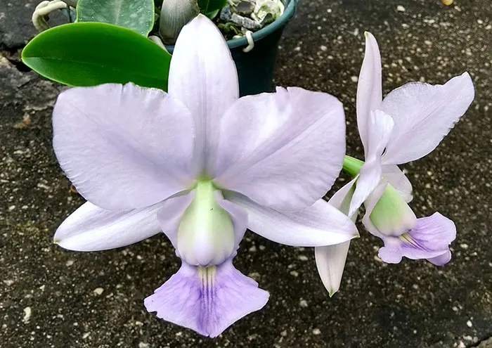 Cattleya walkeriana coerulea 'Rafael' x 'A15 Pocos de Caldas'