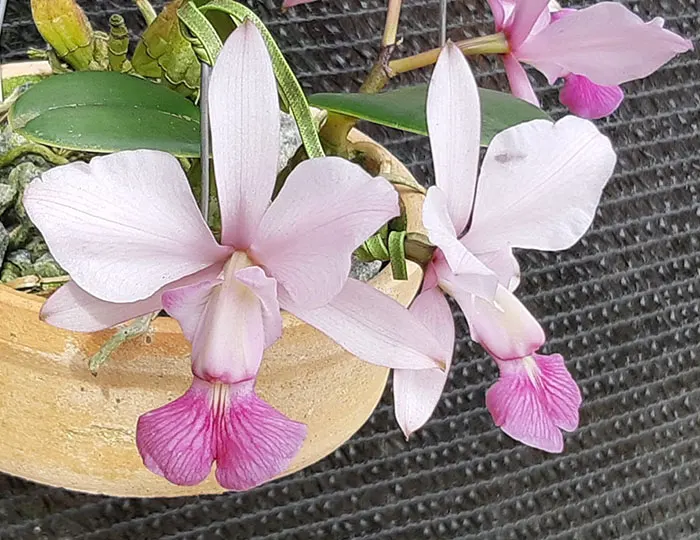 Cattleya walkeriana vinicolor 'ES' x self