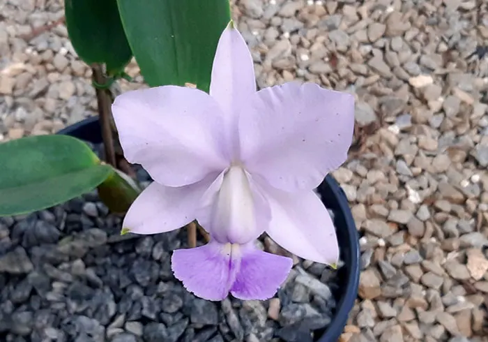 Cattleya walkeriana coerulea '3 Irmaos' x coerulea 'Caliman'