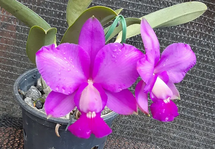 Cattleya walkeriana tipo 'Inovacao' (Carola x 2001)
