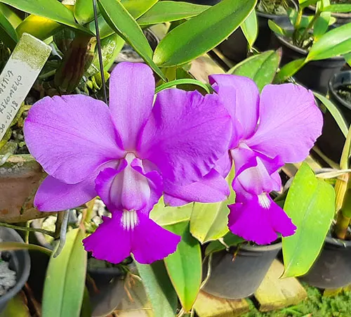 Cattleya walkeriana tipo 'Dinastia' x 'Recomeco'