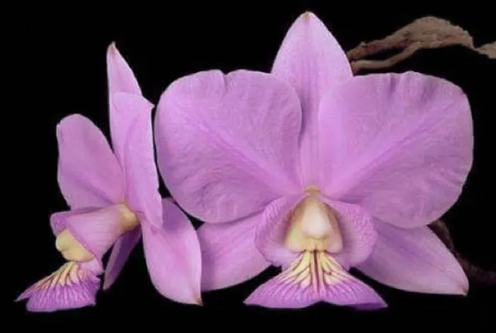 Cattleya nobilior 'Fatal Atraction' x self