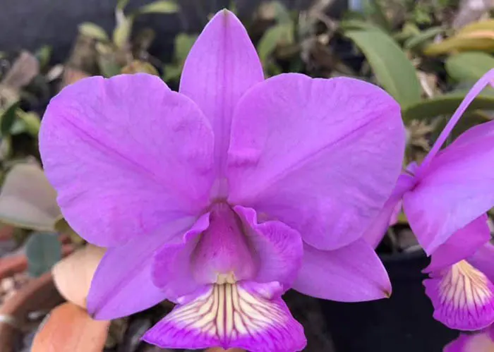 Cattleya nobilior 'Fatal Atraction' x 'Perfection'