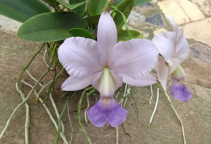 Cattleya walkeriana coerulea 'Marimbondo' x 'Rafael'
