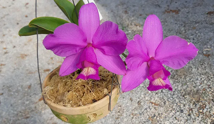 Cattleya nobilior tipo 'Chapinha' x self