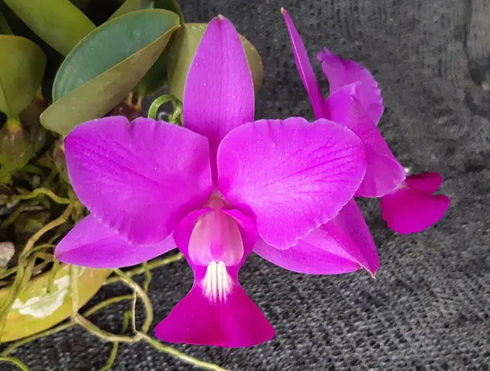 Cattleya walkeriana tipo (coerulea 'Calore' x 'A15')